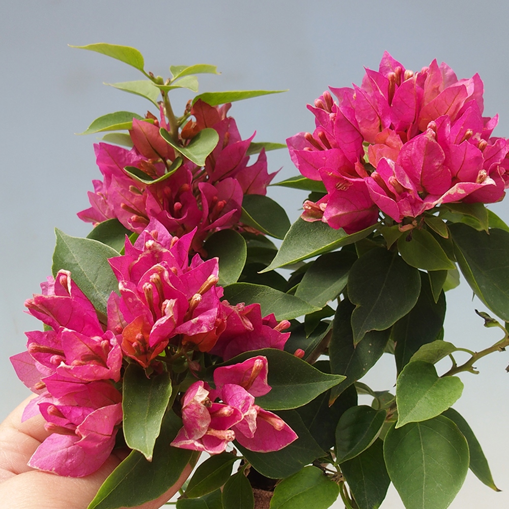 Bonsai do wnętrz - Bouganwilea