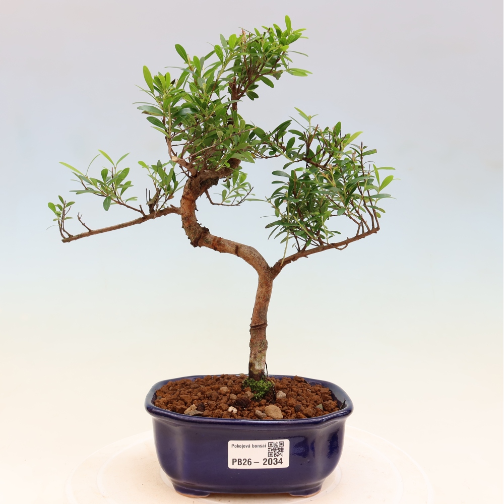 Pokój bonsai - Syzygium - Pimento