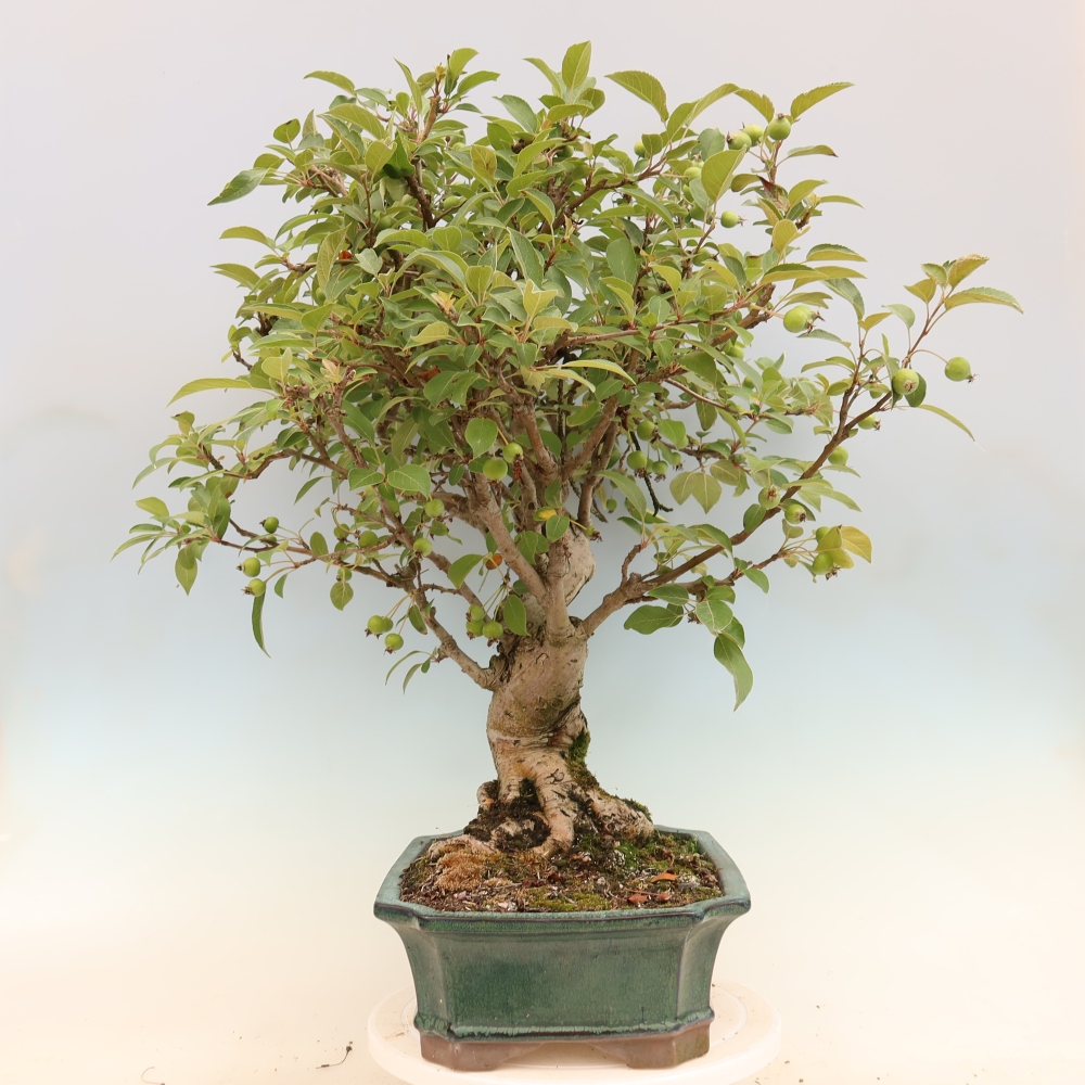 Outdoor bonsai - Malus halliana - Jabłoń drobnoowocowa