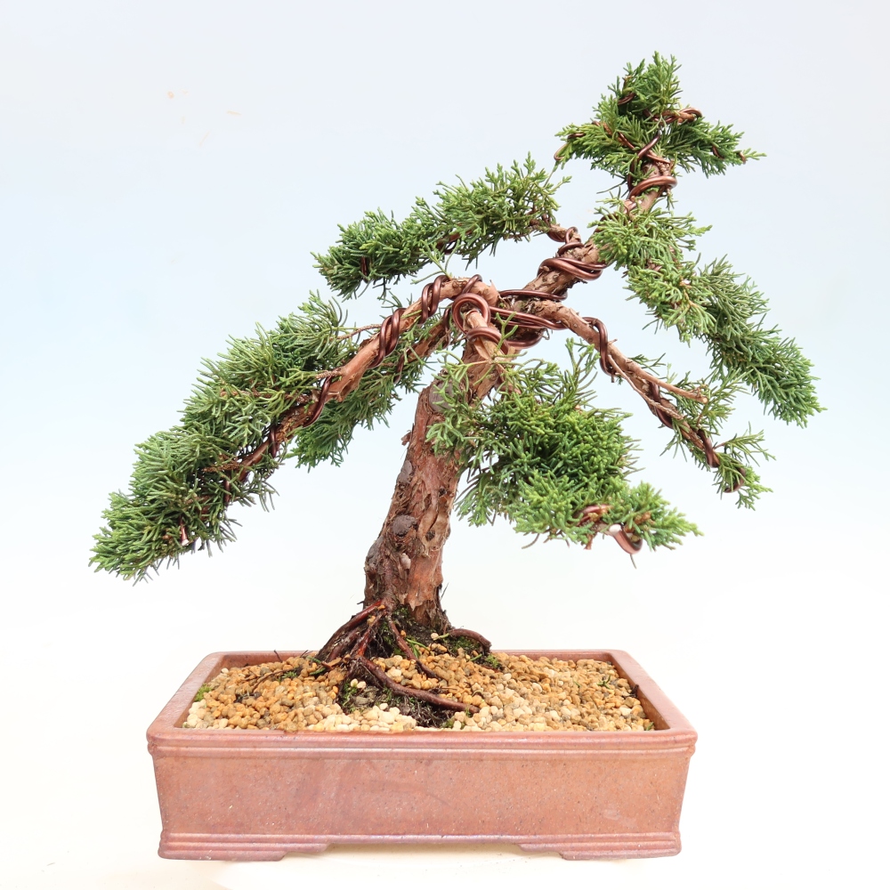Outdoor bonsai - Juniperus chinensis Kishu