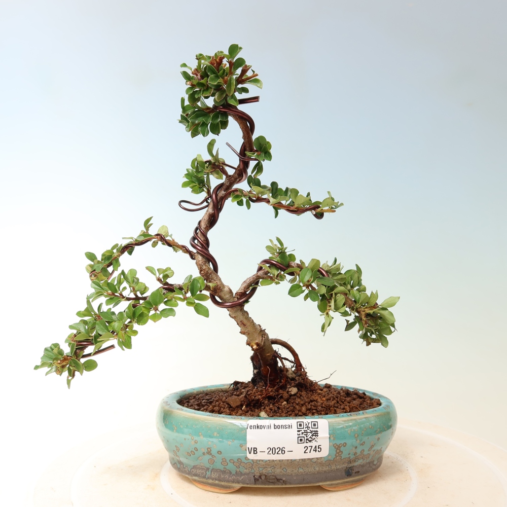 Outdoor bonsai - irga pozioma - Rocky Mountain