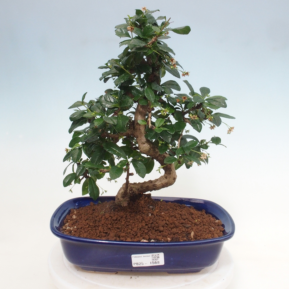 Pokój bonsai - Carmona macrophylla - Tea fuki