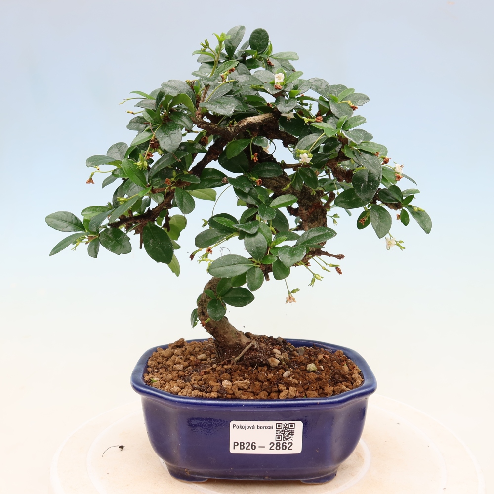 Bonsai pokojowe - Carmona macrophylla - Tea fuki