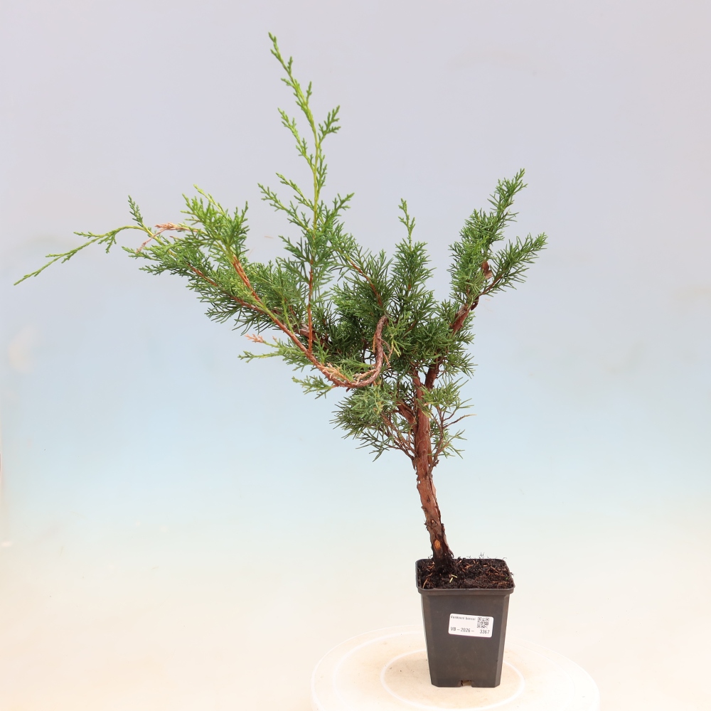 Outdoor bonsai - Juniperus chinensis Kishu