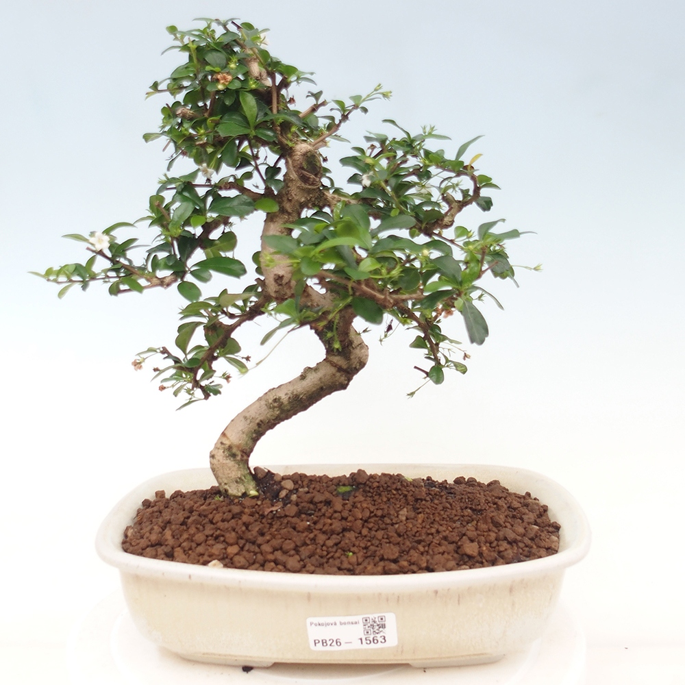 Bonsai pokojowe - Carmona macrophylla - Tea fuki