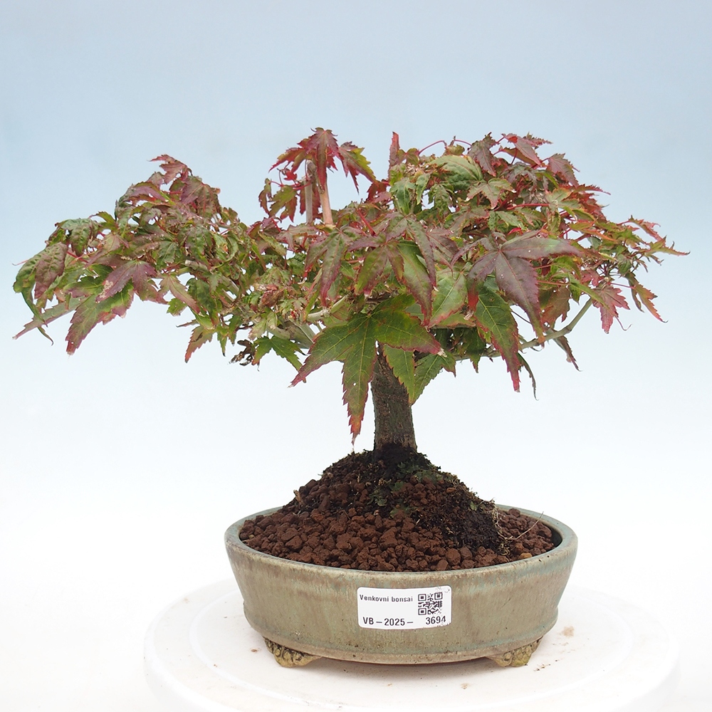 Acer palmatum KIOHIME - klon palmowy