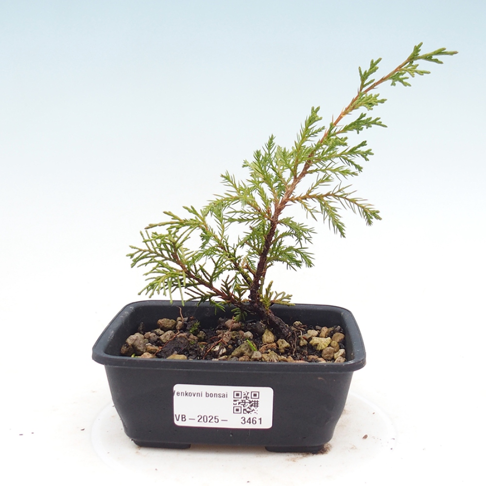 Outdoor bonsai - Juniperus chinensis Itoigawa