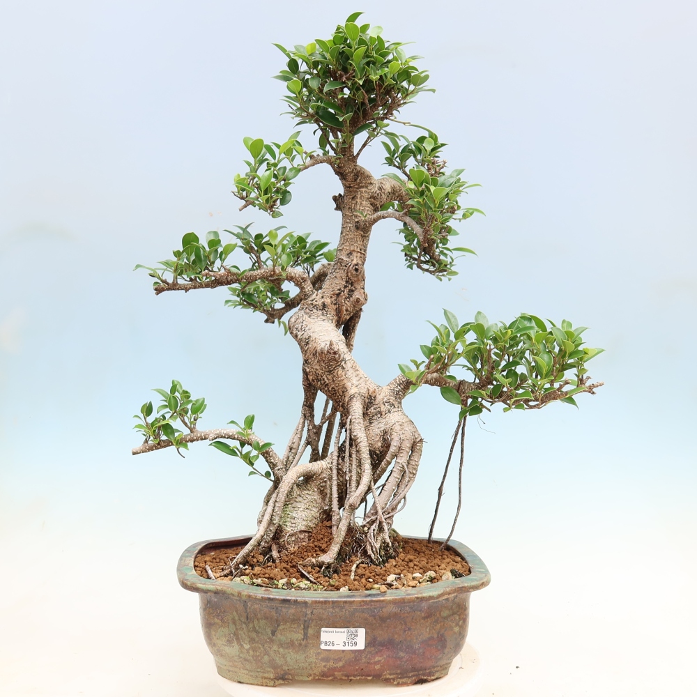 Pokój bonsai - Ficus kimmen - figowiec drobnolistny