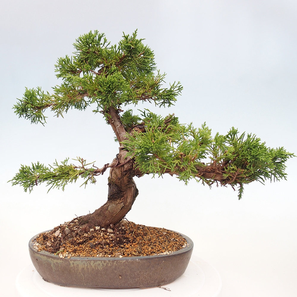 Outdoor bonsai - Juniperus chinensis Itoigawa - Jałowiec chiński