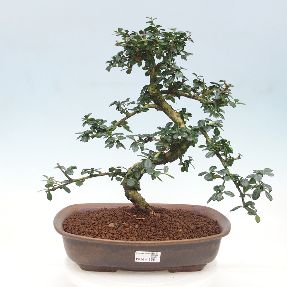 Bonsai pokojowe - Carmona macrophylla - Tea fuki