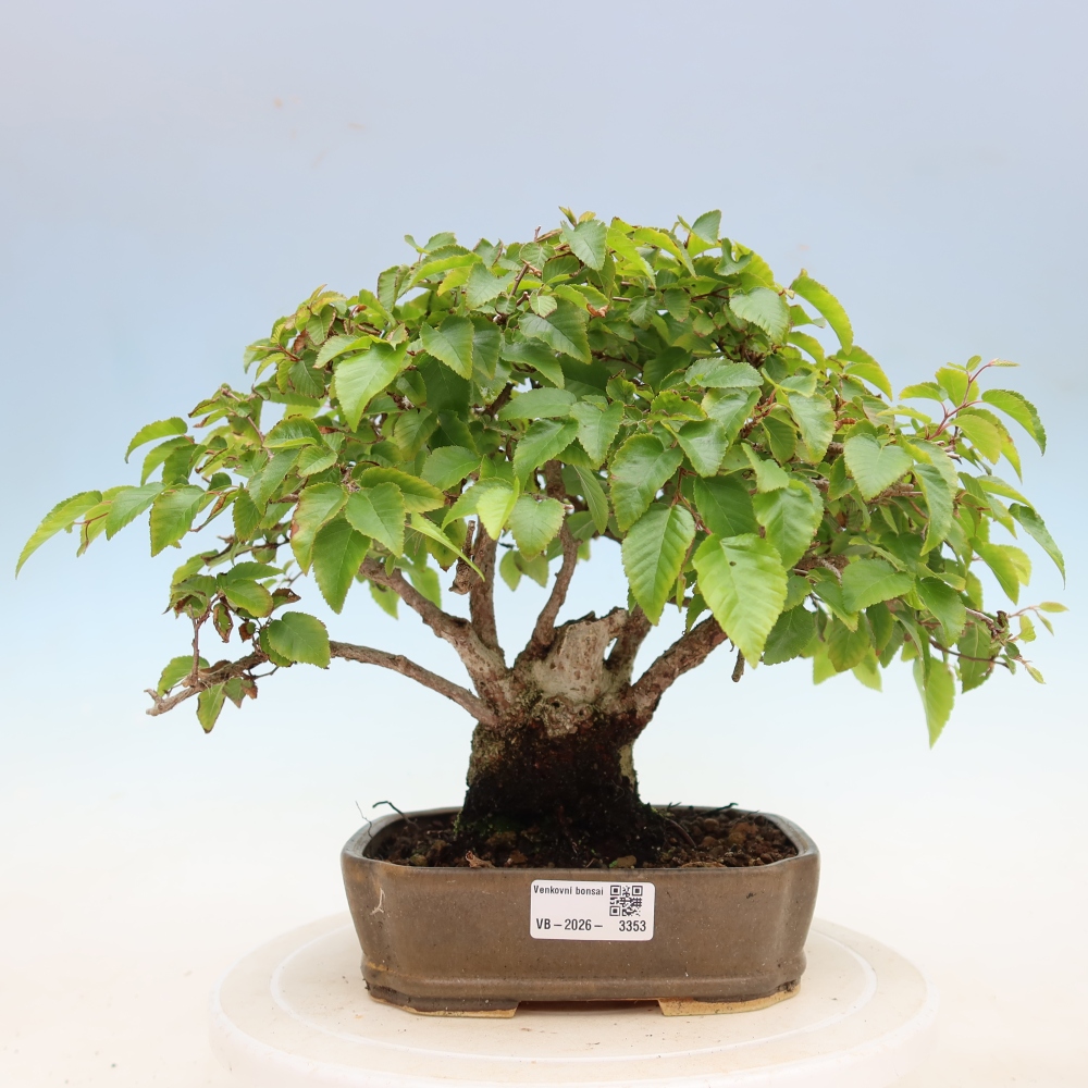 Outdoor bonsai - Carpinus coreana - grab koreański