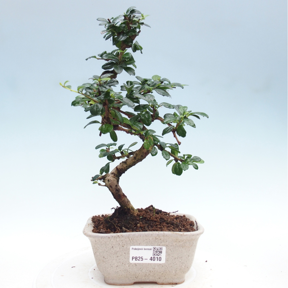 Bonsai pokojowe - Carmona macrophylla - Tea fuki