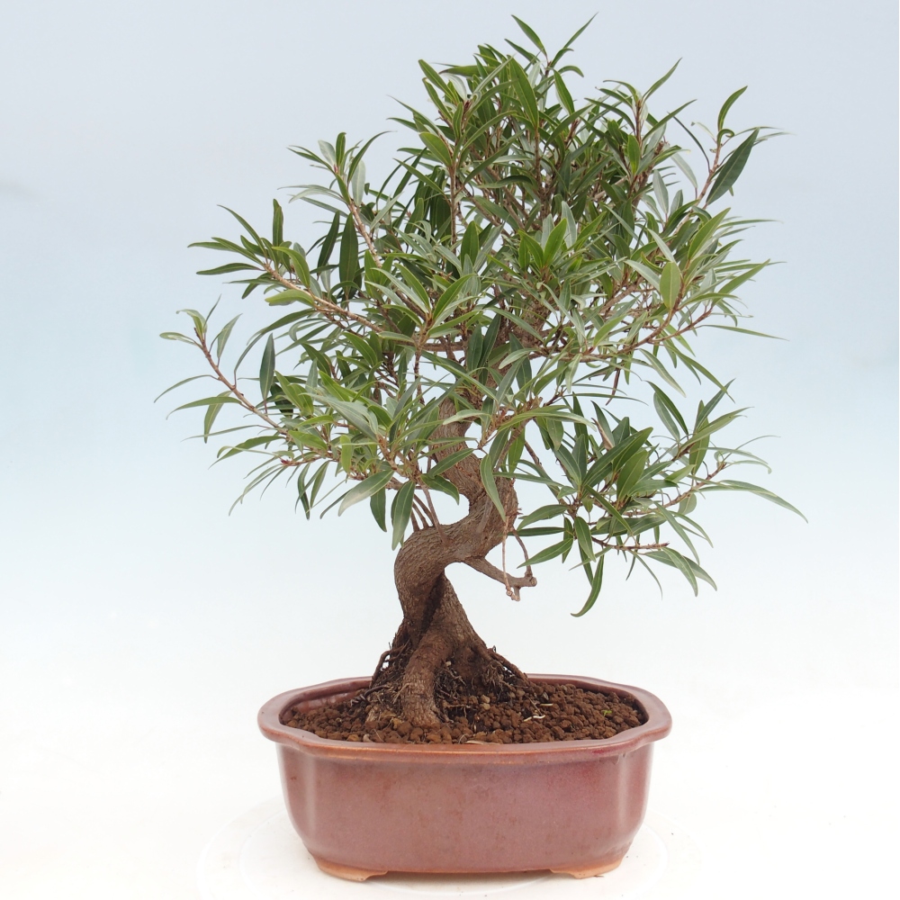 Pokój bonsai - Ficus nerifolia - figowiec drobnolistny