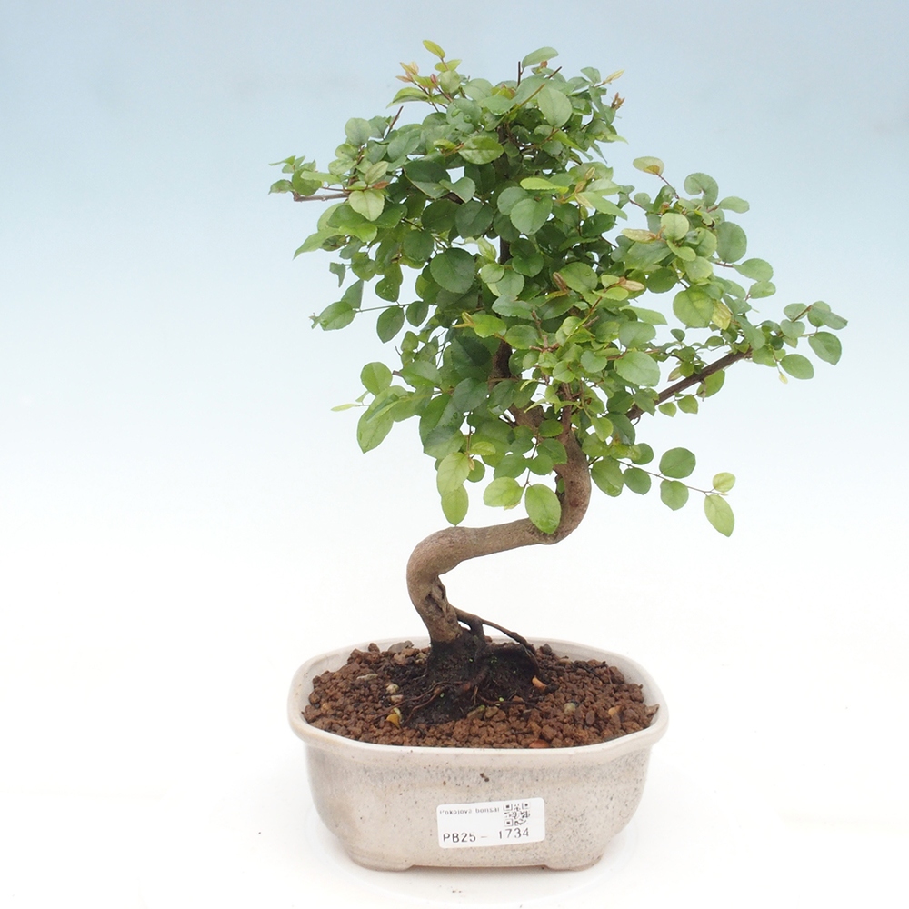 Kryty bonsai - Sagerécie thea - Sagerécie thea