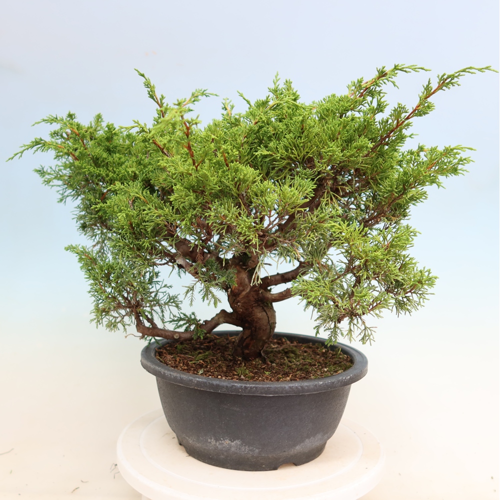 Bonsai ogrodowe – Juniperus chinensis Itoigawa – jałowiec chiński