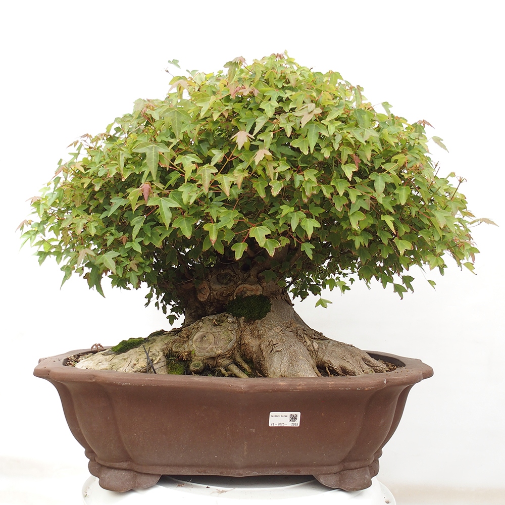 Outdoor bonsai - Maple Buergerianum - Burger Maple