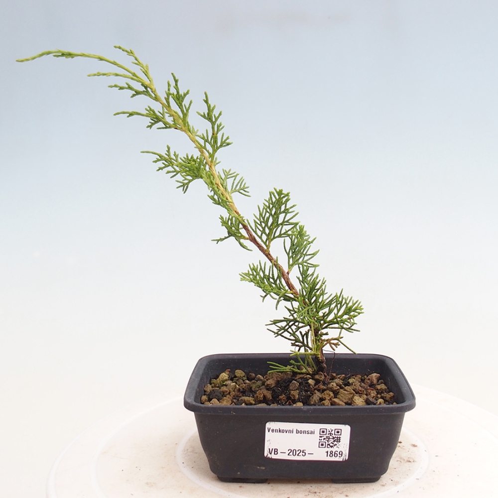 Outdoor bonsai - Juniperus chinensis Itoigawa - Jałowiec chiński
