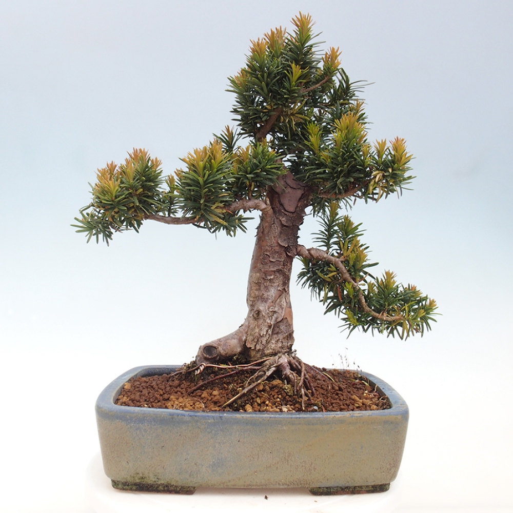 Bonsai na zewnątrz - Taxus cuspidata - cis japoński