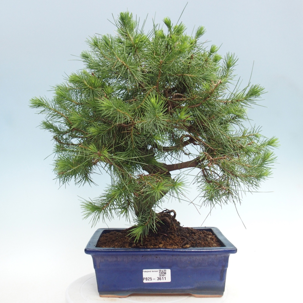 Pokój bonsai - Pinus halepensis - Sosna z Aleppo