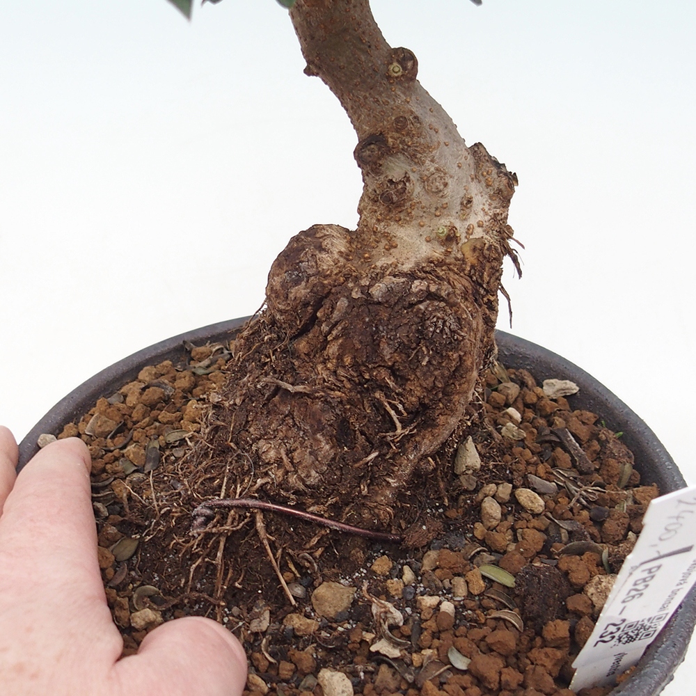 Bonsai do wnętrz - Olea europaea sylvestris