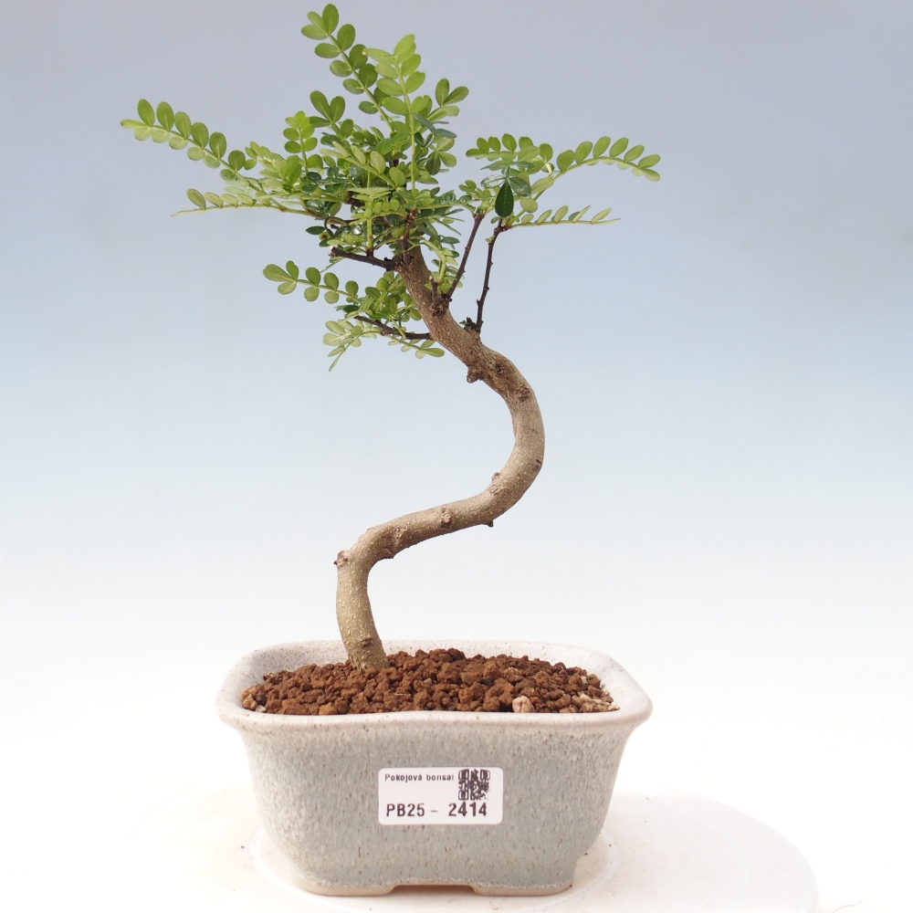 Bonsai do wnętrz - Zantoxylum piperitum - Mięta pieprzowa