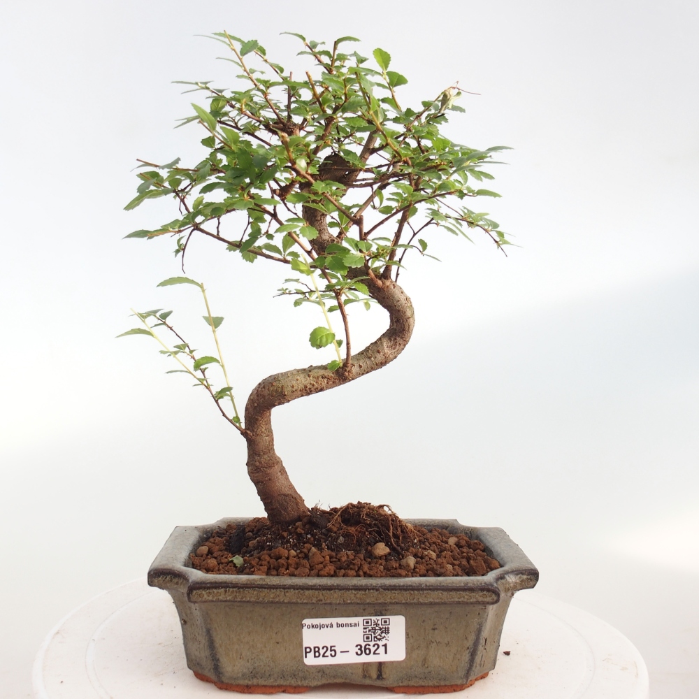 Pokój bonsai - Ulmus parvifolia - Wiąz drobnolistny