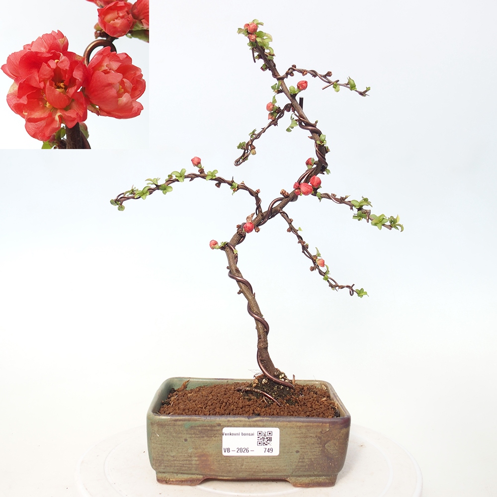 Outdoor bonsai - Chaneomeles s. Red Joy - Pigwa