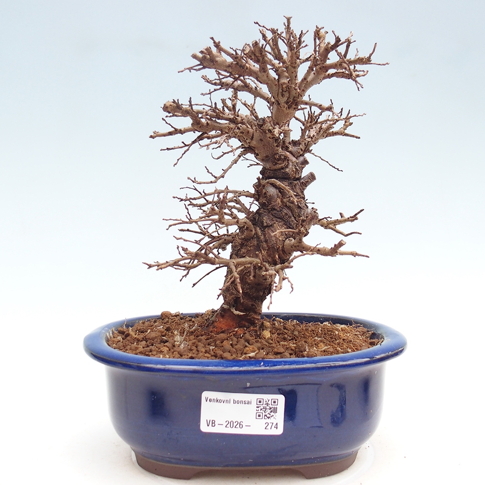 Bonsai zewnętrzne - Zelkova - Zelkova NIRE