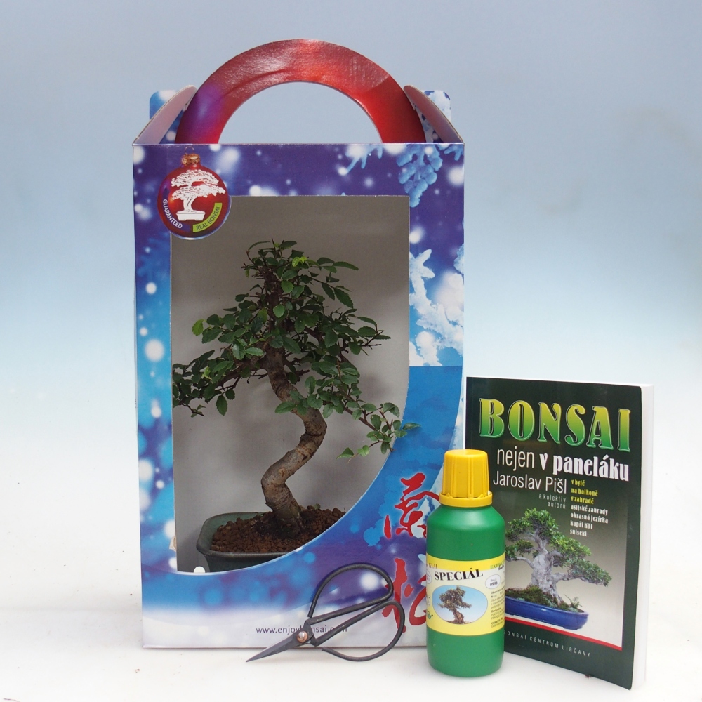 Ulmus parvifolia - wiąz chiński