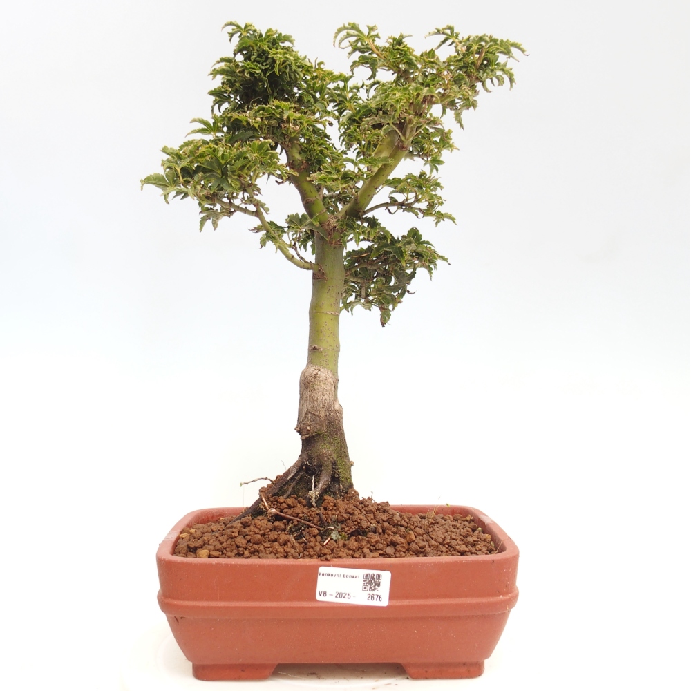 Bonsai zewnętrzne - klon Acer palmatum Shishigashira