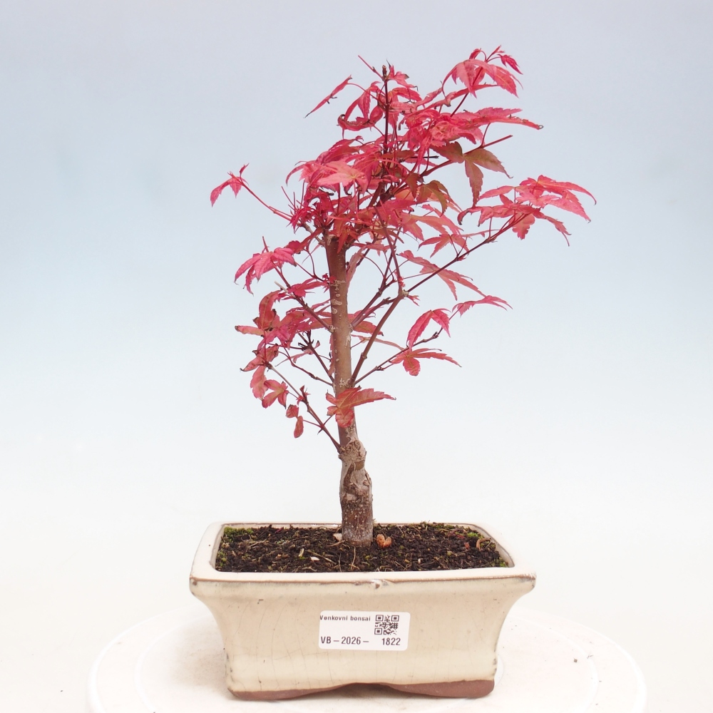 Outdoor bonsai - Acer palmatum DESHOJO