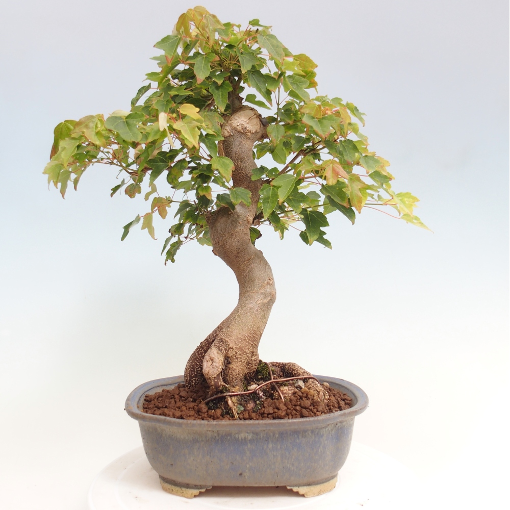 Outdoor bonsai - Maple Buergerianum - Burger Maple