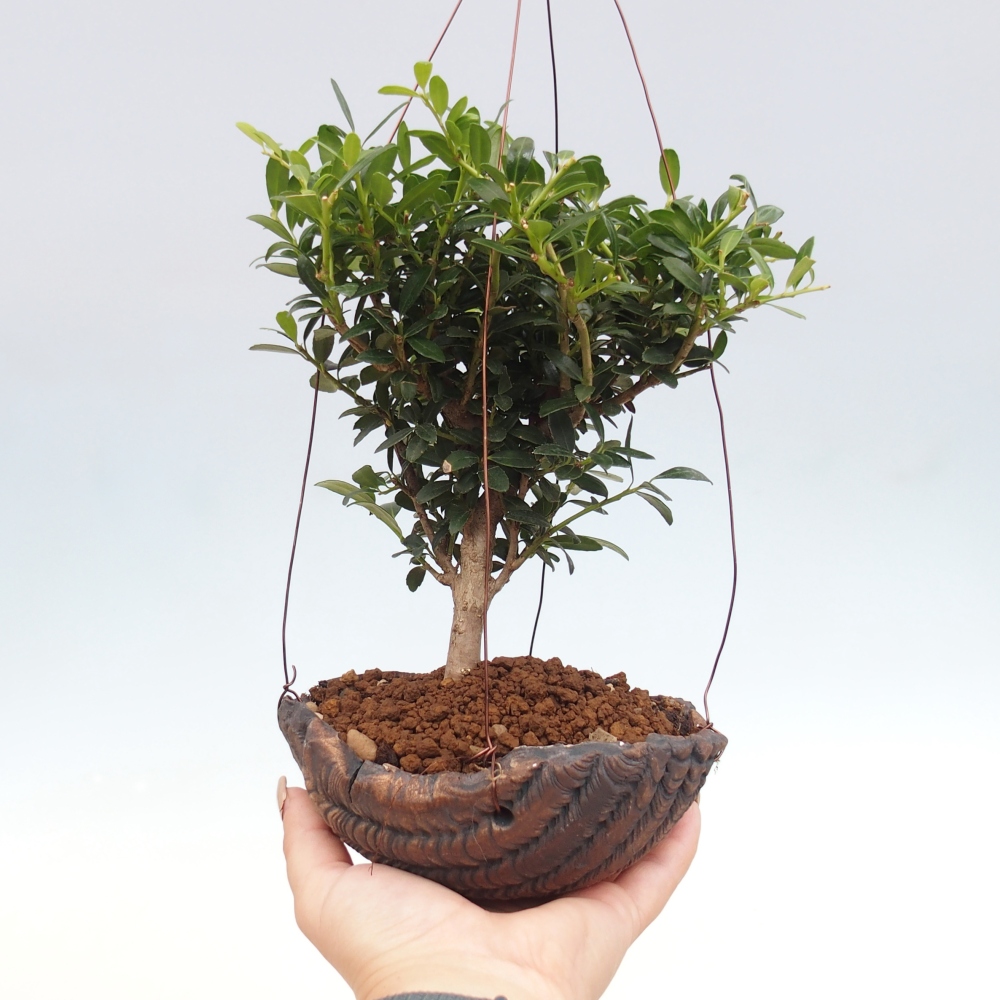 Kokedama z ceramiki - Ilex crenata - Holly