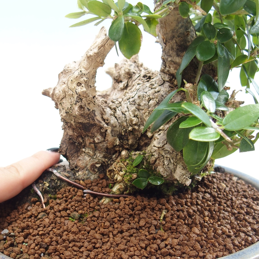Kryte bonsai - Olea europaea sylvestris - Europejska oliwa z małych liści