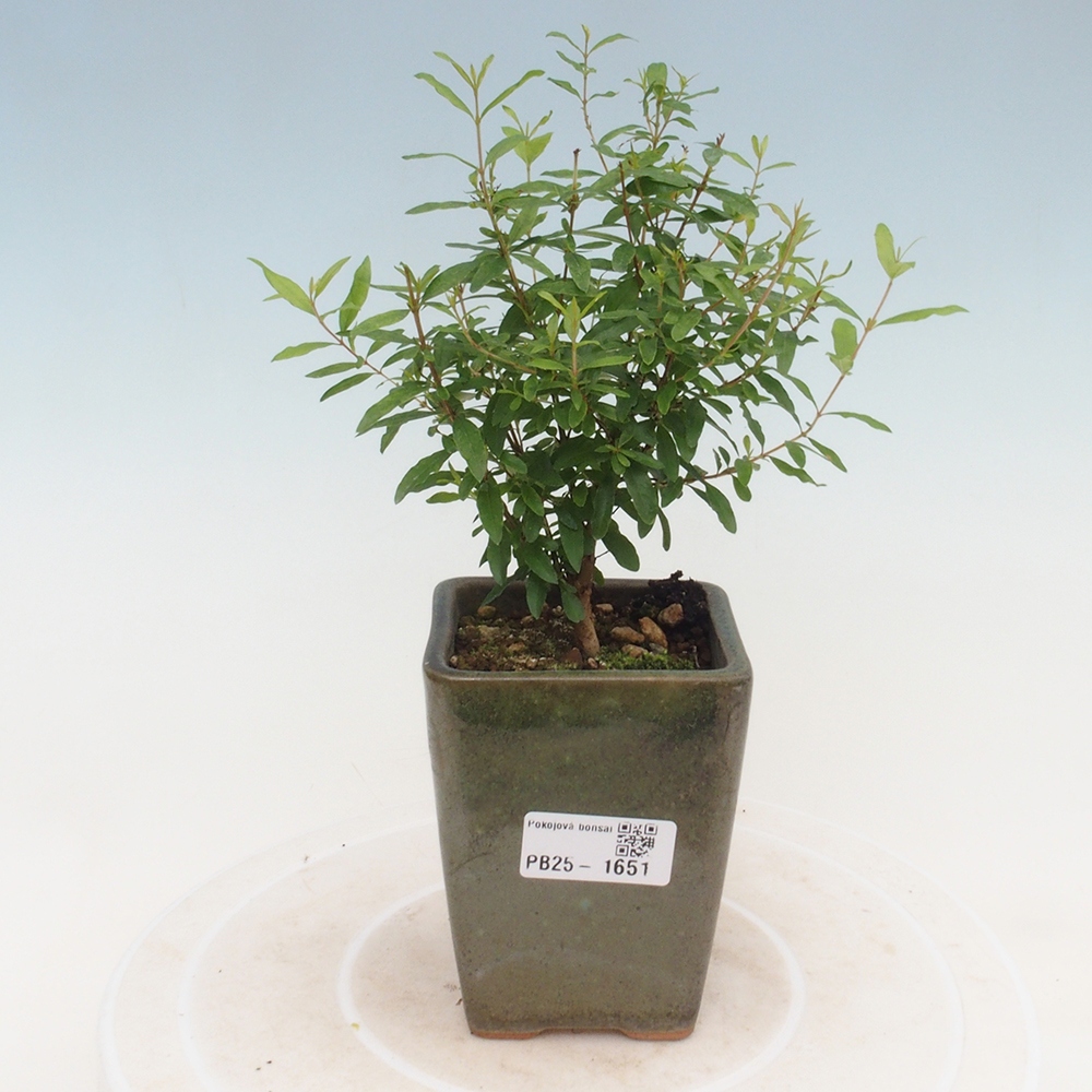 Pokój bonsai-Punica granatum -Granat