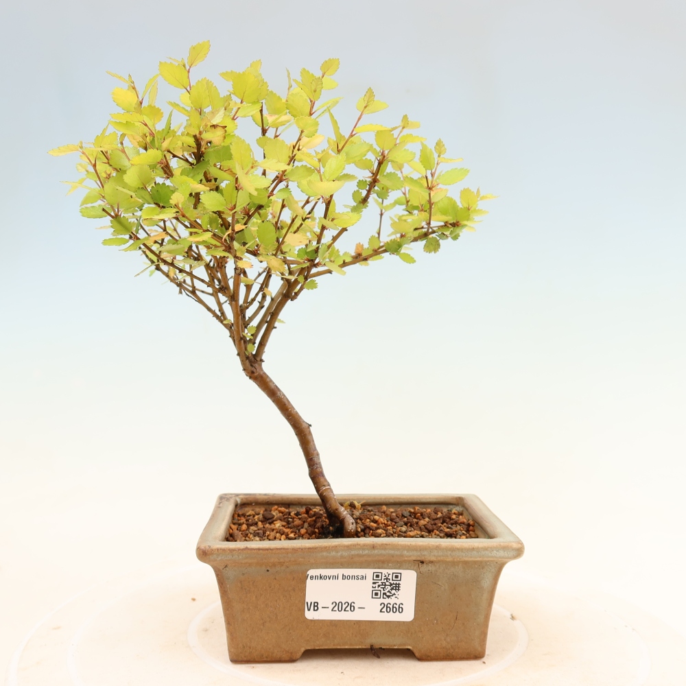 Bonsai ogrodowe – brzoza karłowata – Betula NANA Golden Treasure