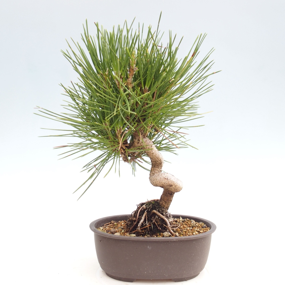 Bonsai ogrodowe - Pinus thunbergii - Sosna Thunbergia