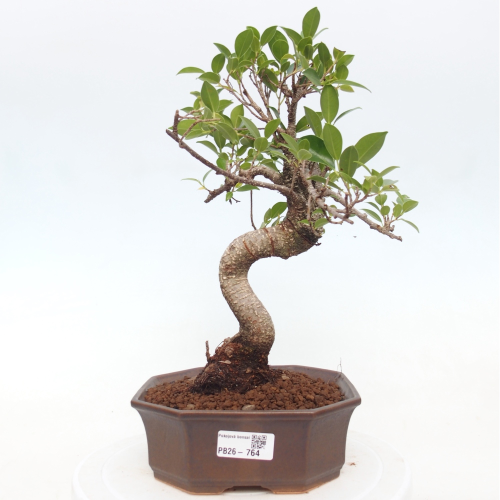 Pokój bonsai - Ficus retusa - figowiec drobnolistny