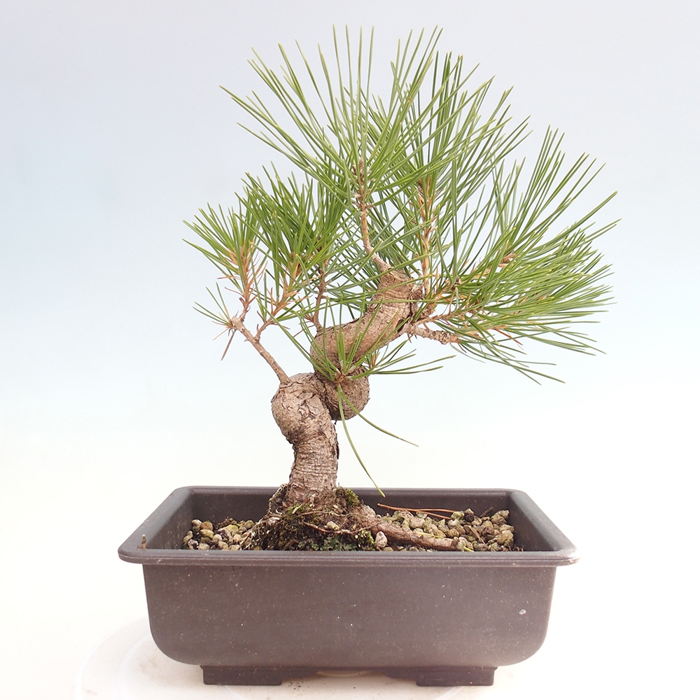 Outdoor bonsai - Pinus thunbergii - sosna Thunberga
