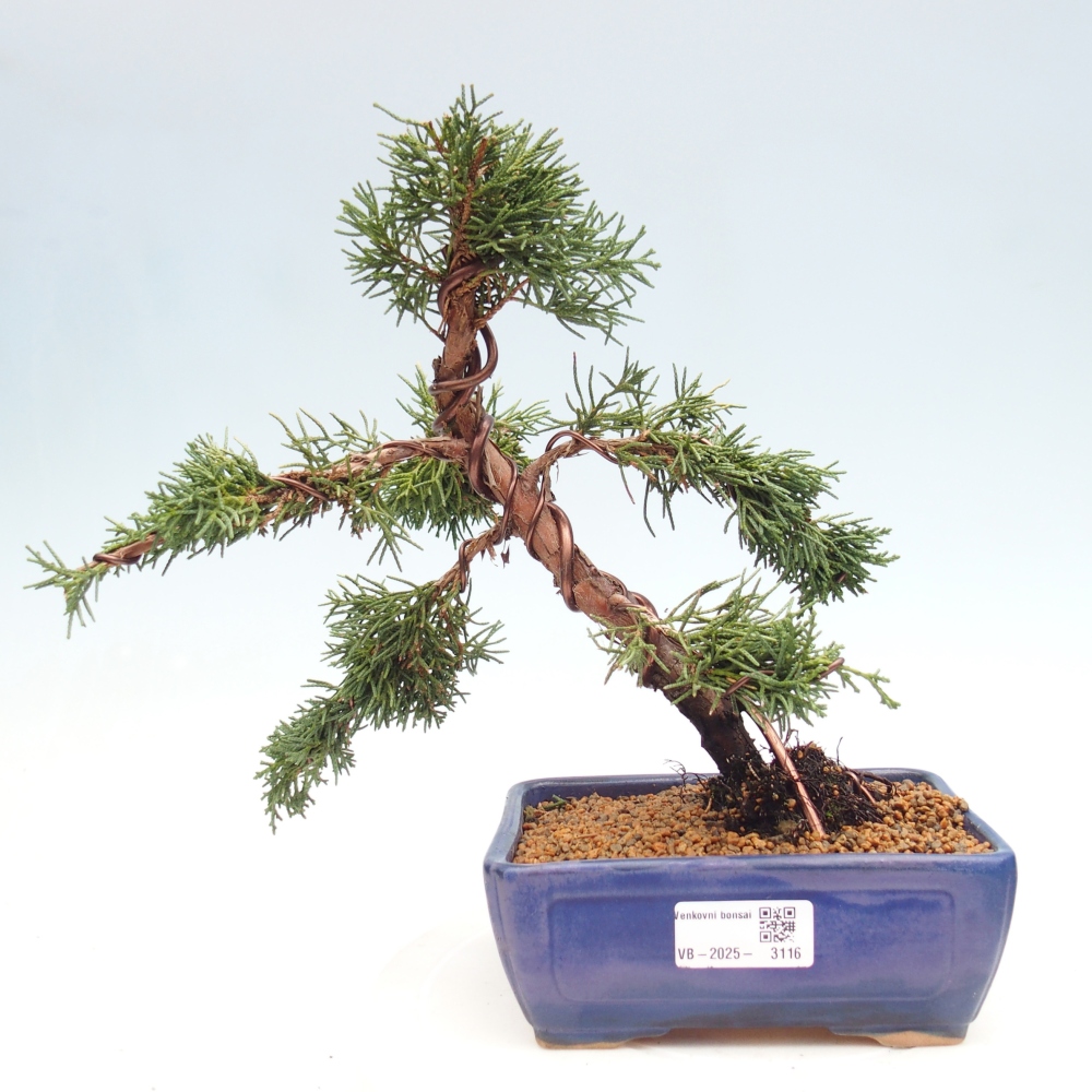 Bonsai zewnętrzne - Juniperus chinensis Kishu - Jałowiec chiński