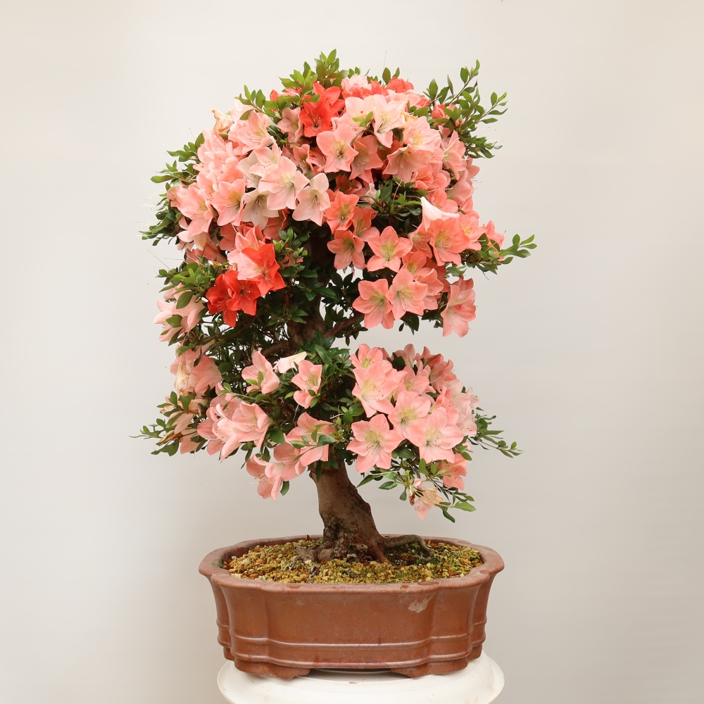 Outdoor bonsai - Azalia japońska - Azalia Sansai