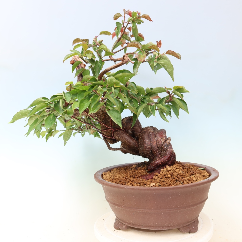 Bonsai ogrodowe – japońska śliwka – Prunus Mume