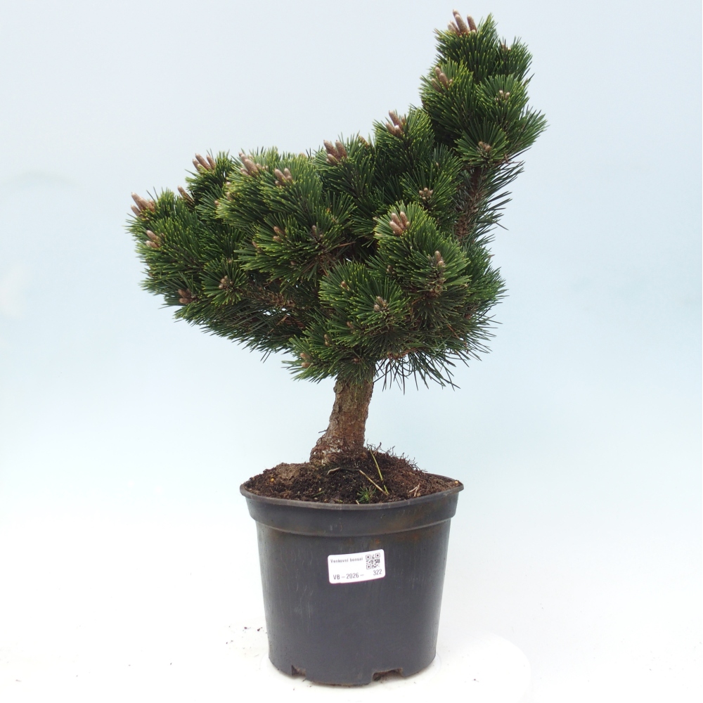 Outdoor bonsai - Pinus thunbergii senjyumaru - Sosna Thunberga