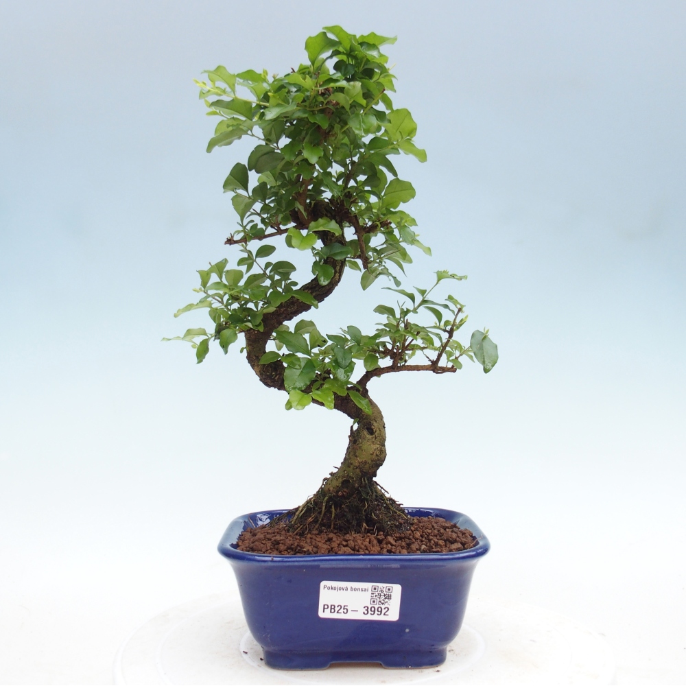Pokój bonsai - Ligustrum chinensis - Dziób ptaka