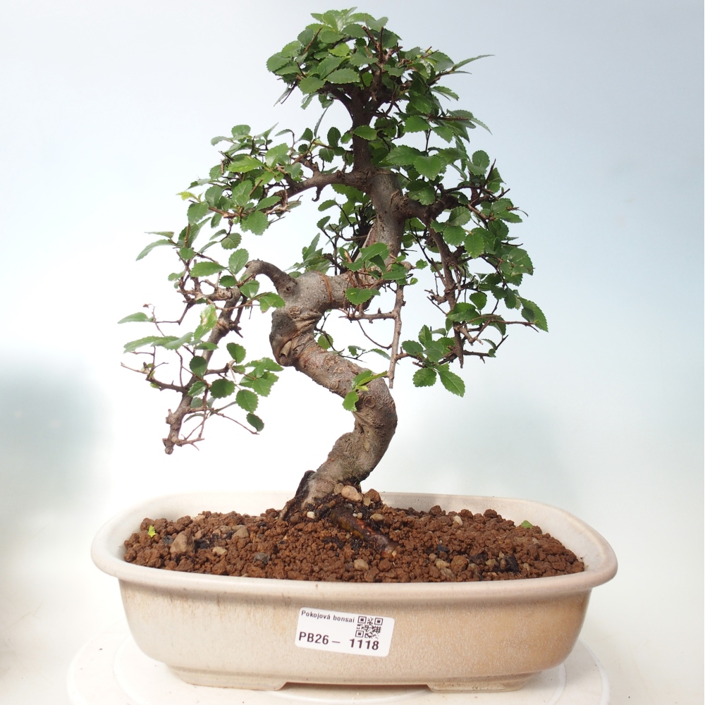 Pokój bonsai - Ulmus parvifolia - Wiąz drobnolistny