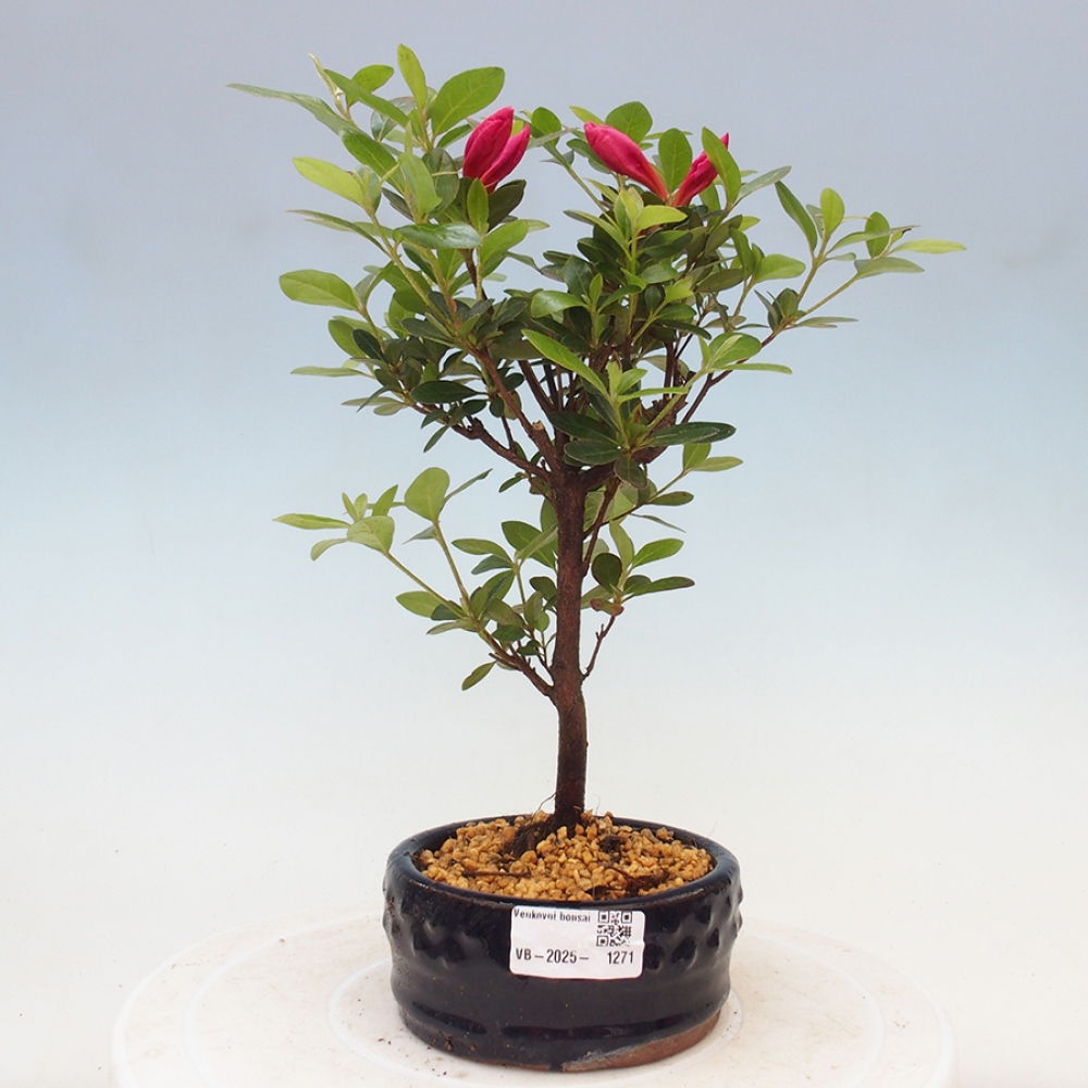 Bonsai zewnętrzne - Azalia japońska - Azalea sp.