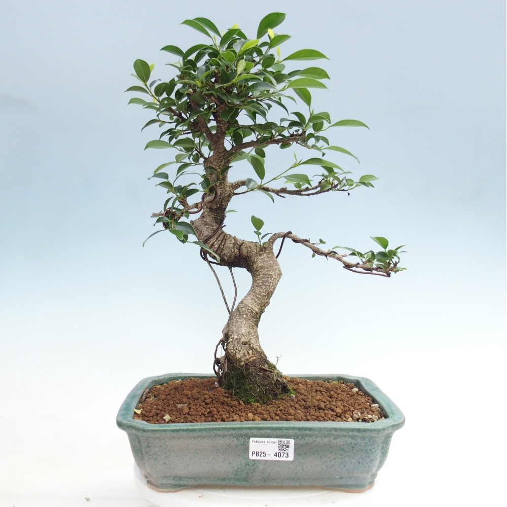 Pokój bonsai - Ficus kimmen - figowiec drobnolistny