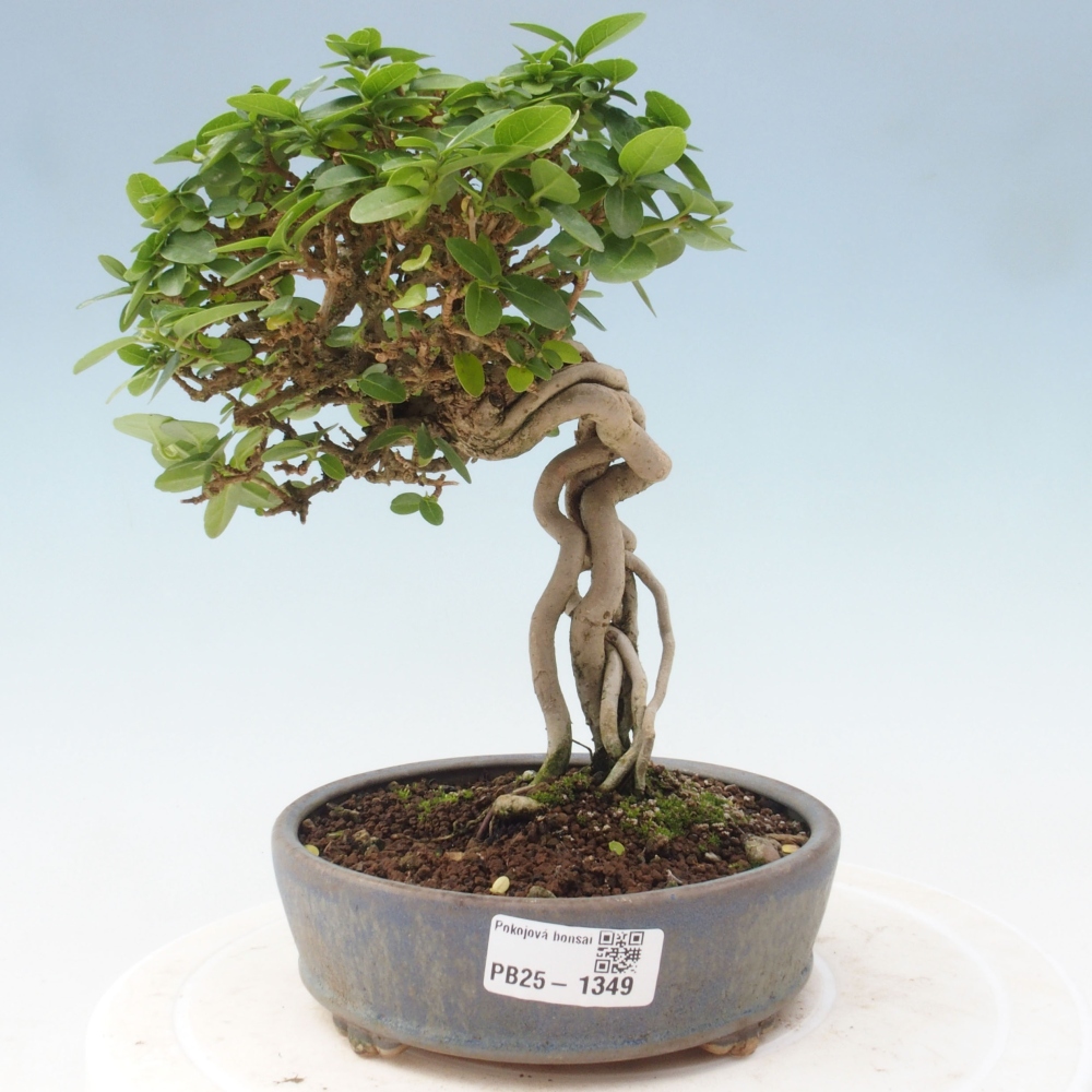 Bonsai wewnętrzne - Premna serratifolia - Kozlovon drobnolistny