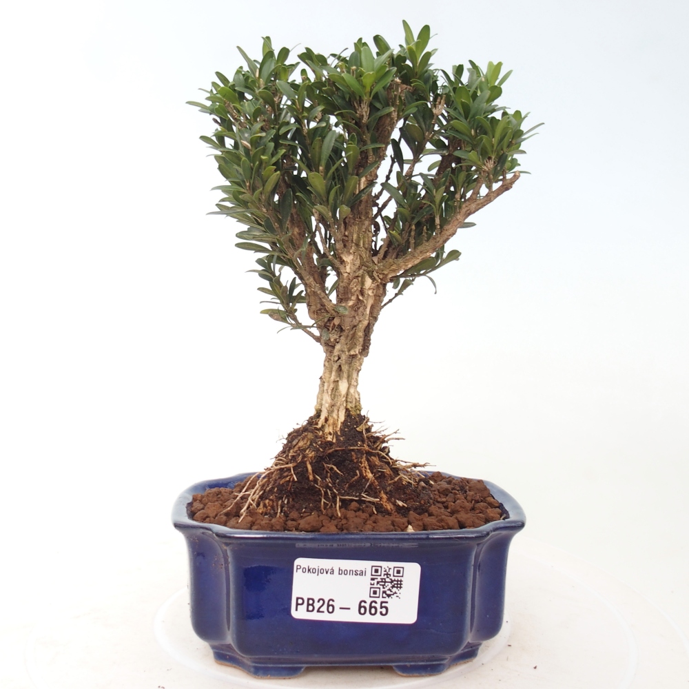 Pokój bonsai - Buxus harlandii - buxus korkowy