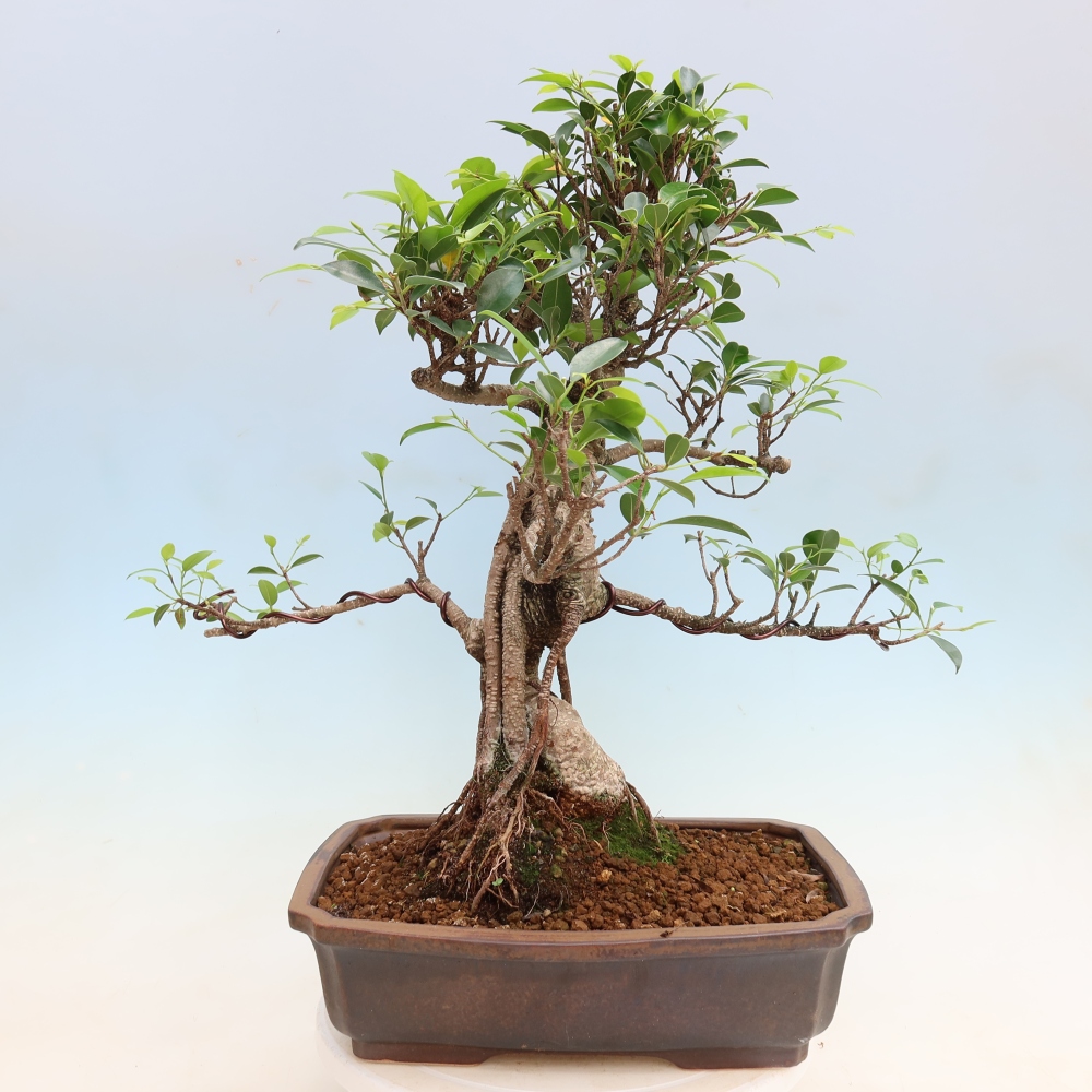 Pokój bonsai - Ficus kimmen - figowiec drobnolistny